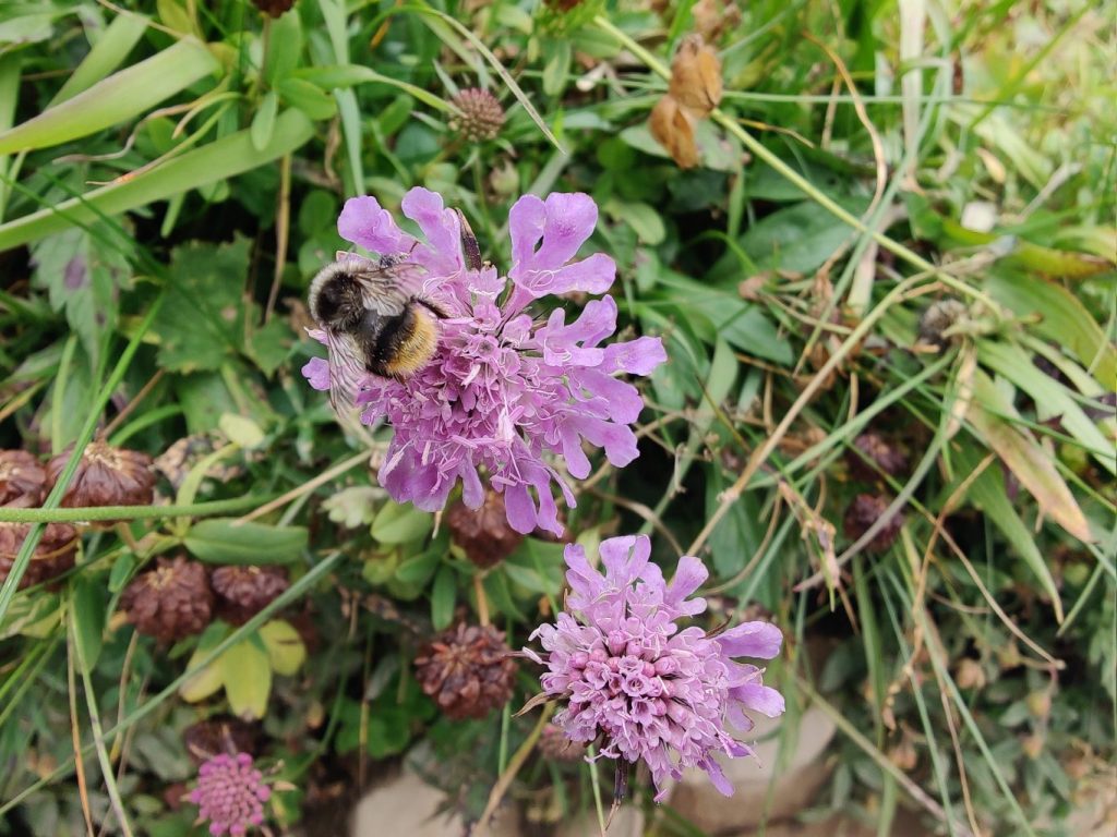 Bee on flower in summer